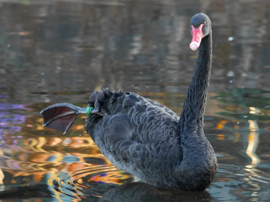 Black Swan Festival Dawlish