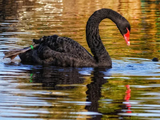 Dawlish’s Black Swans: Grace on the Brook