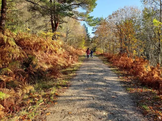 Dawlish Water Woodland Walks