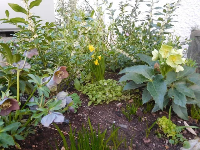 Dawlish Garden Society