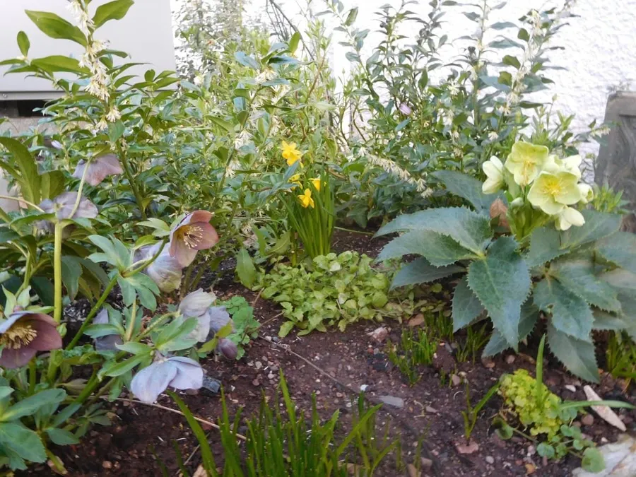 Dawlish Garden Society